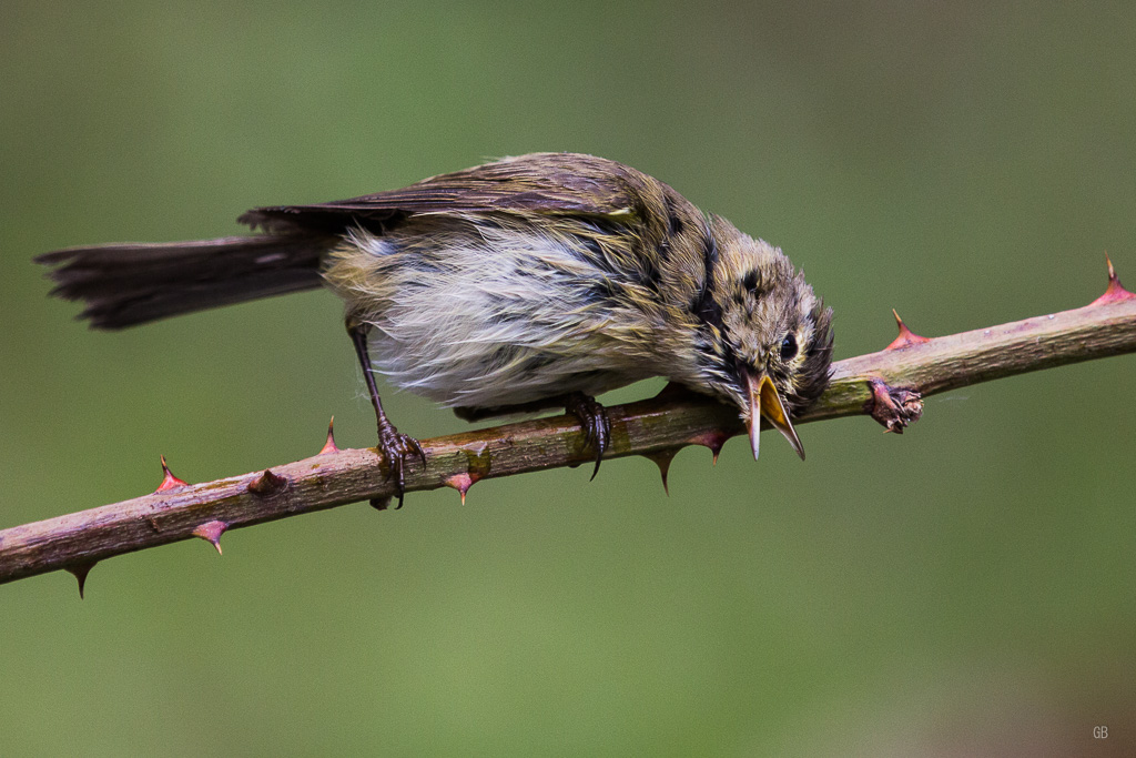 Pouillot véloce (Phylloscopus collybita) (2).jpg