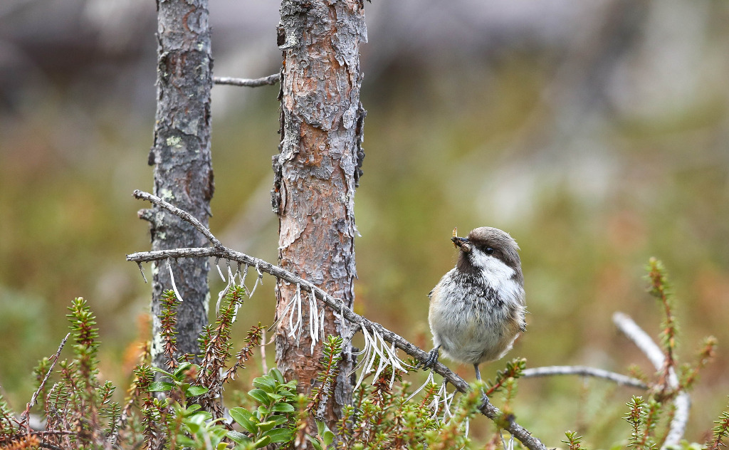 Mésange lapone 2017-06 KaamanenIN.jpg