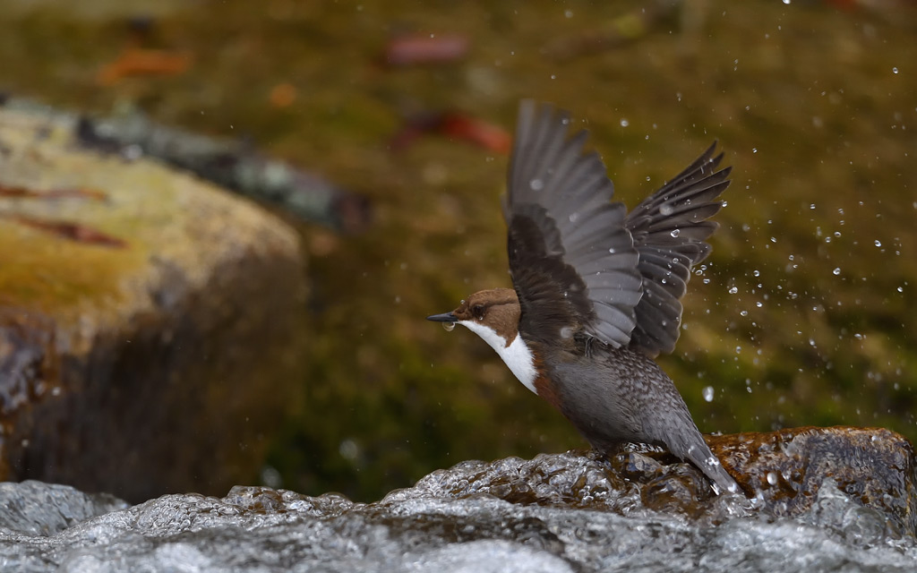 DS5_8688.jpg