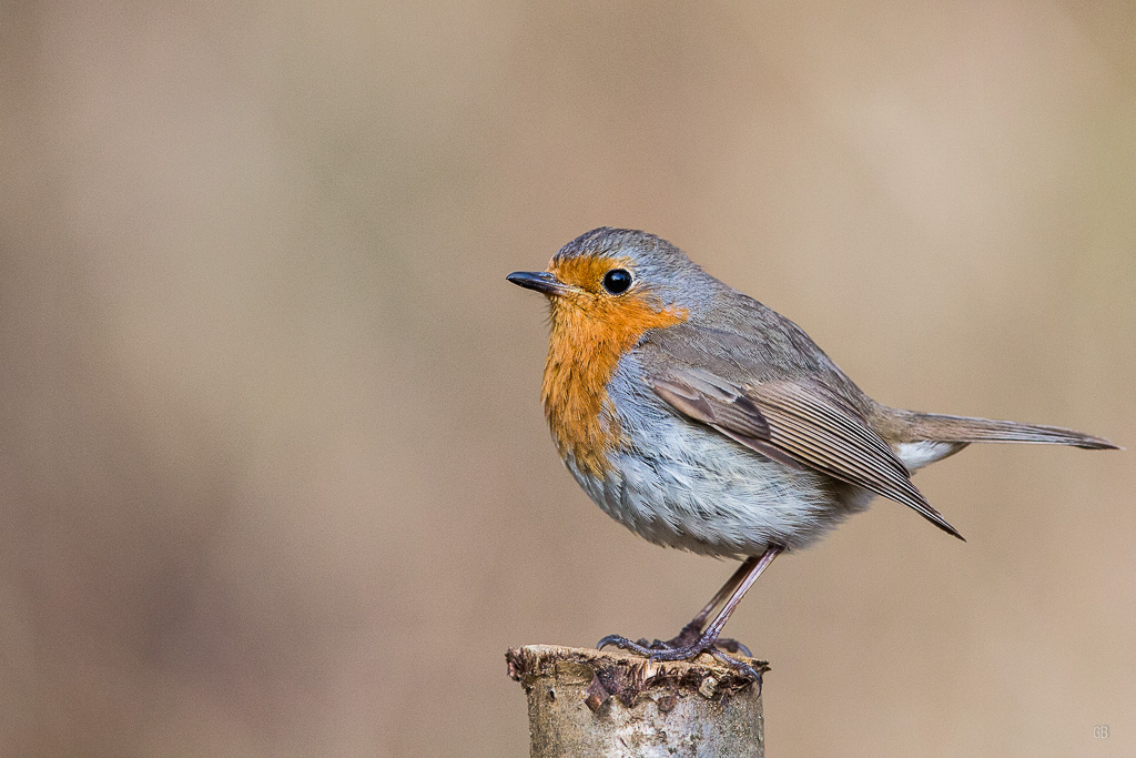Rouge gorge familier (Erithacus rubecula) (2).jpg