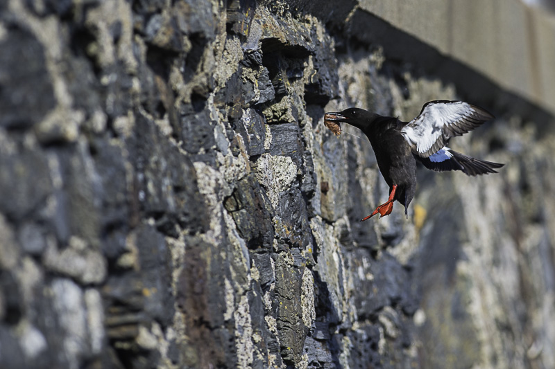 Guillemot miroir_179.jpg