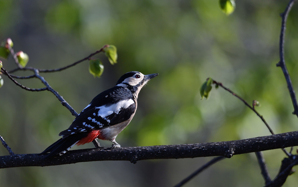 DS5_9908.jpg