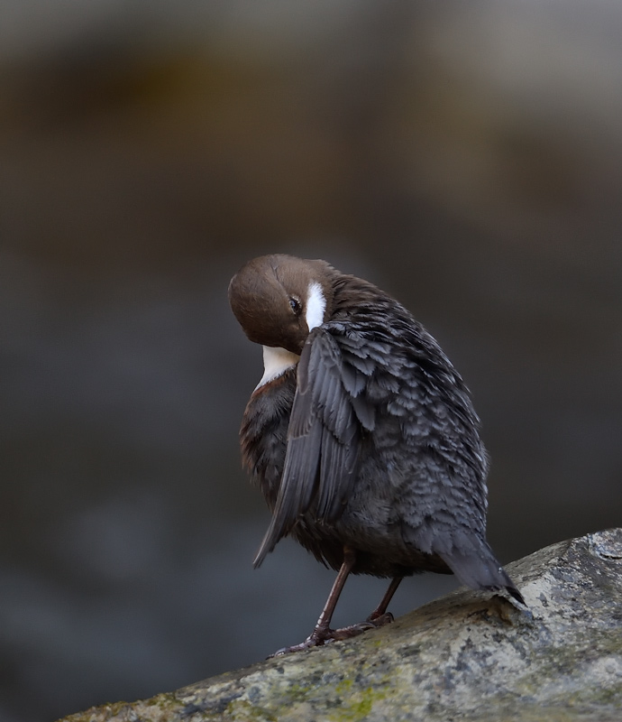 DS5_9096.jpg