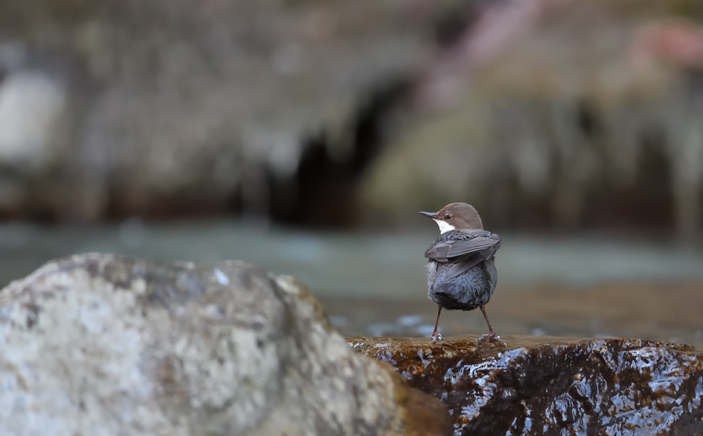 DS5_7471.jpg