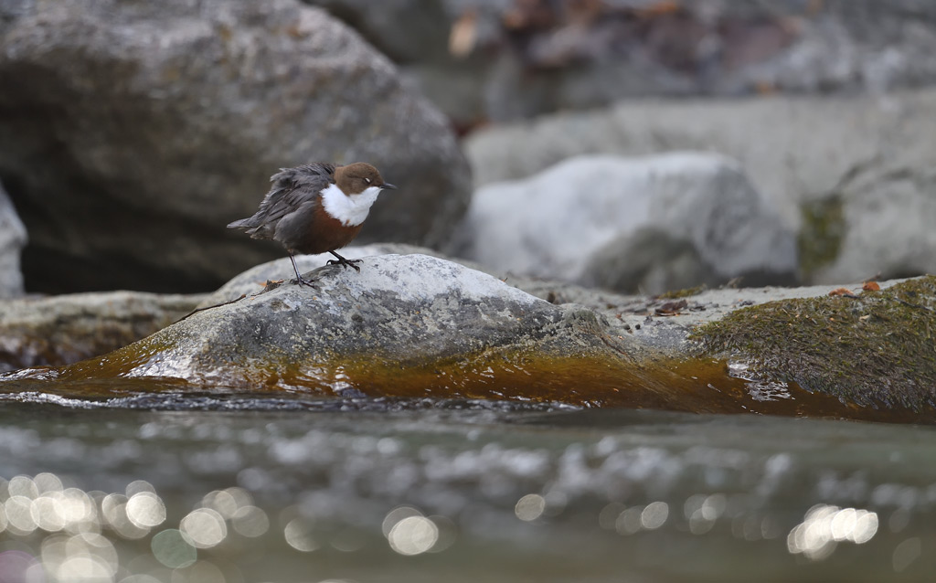 DS5_8187.jpg