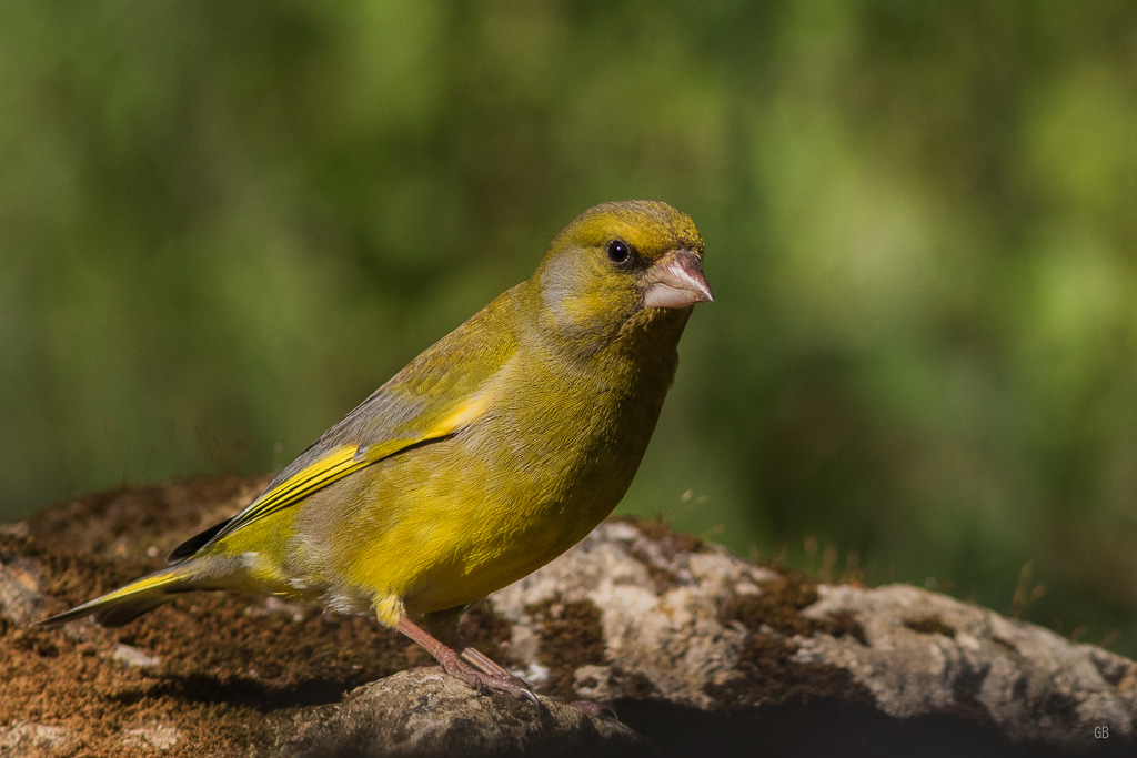 Verdier d'Europe (Carduelis chloris)-1.jpg
