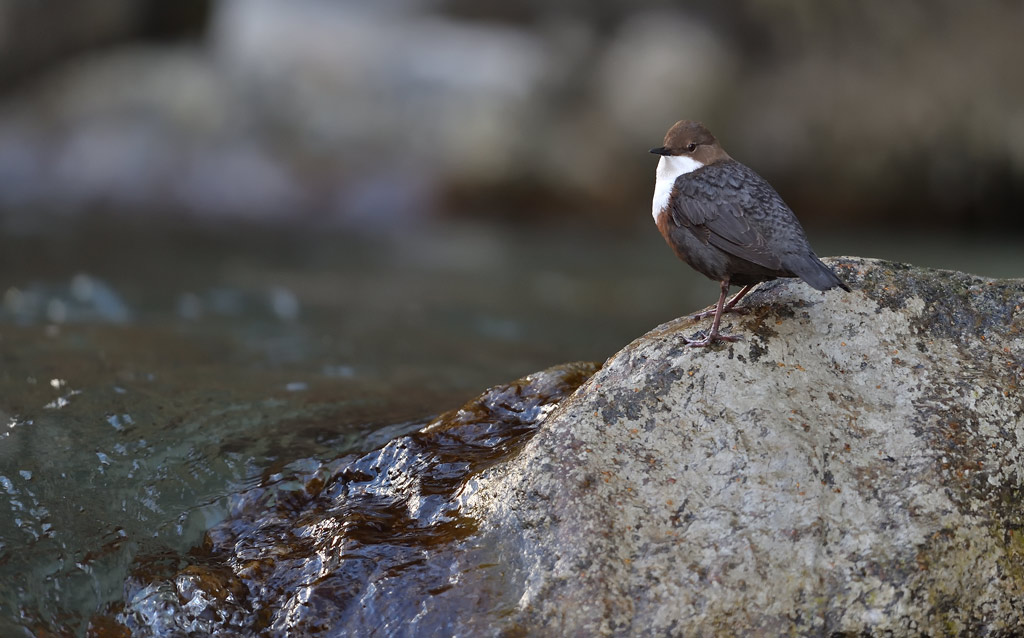 DS5_8034.jpg