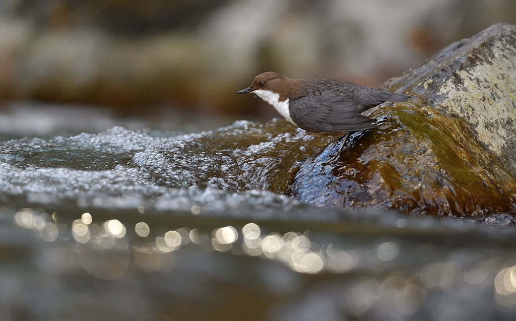 DS5_8970.jpg