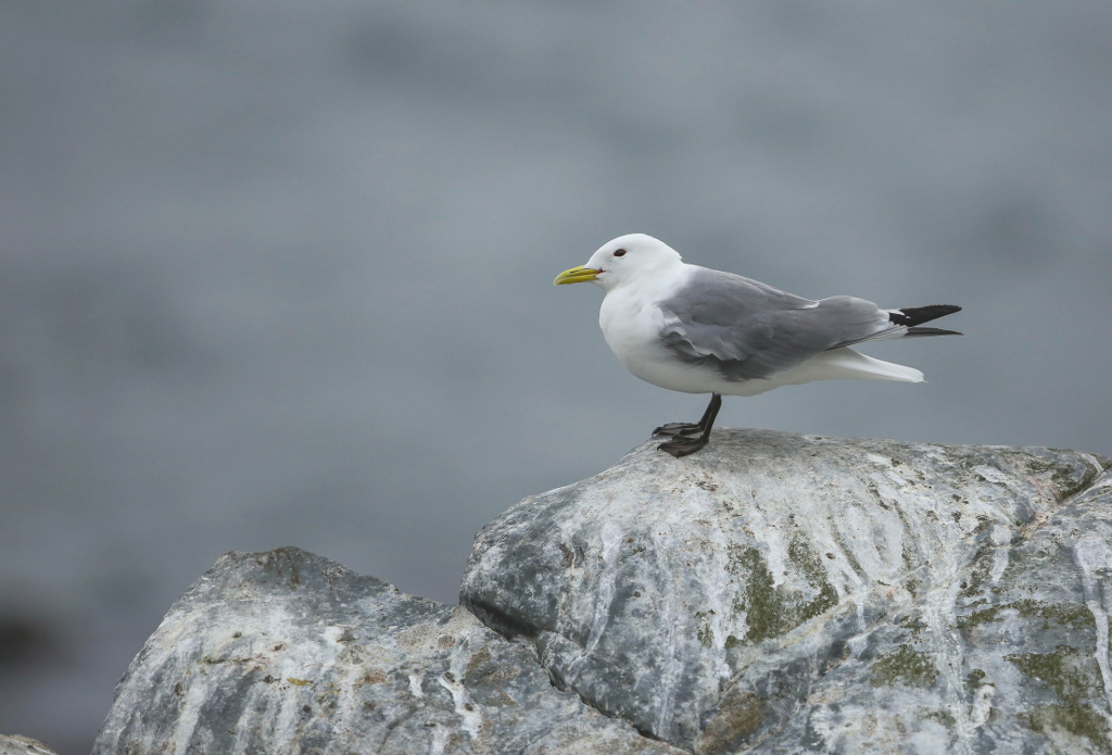 Mouette tridactyle 2017-06 VardoIN.jpg