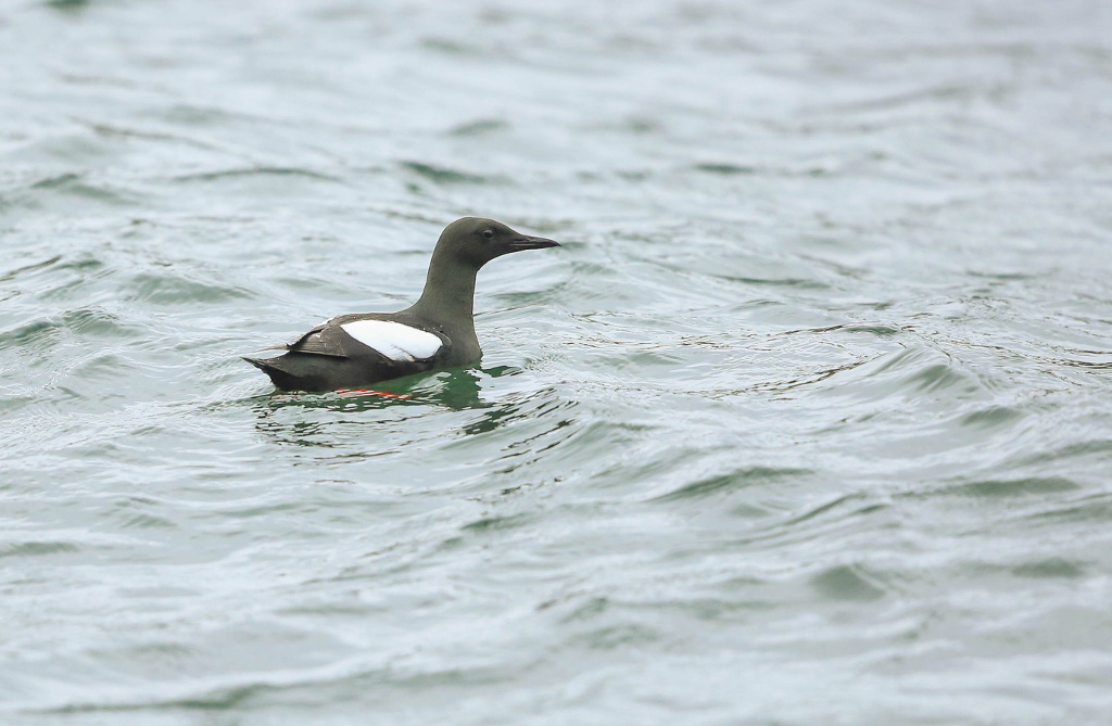 Guillemot à miroir 2017-06 VardoIN.jpg