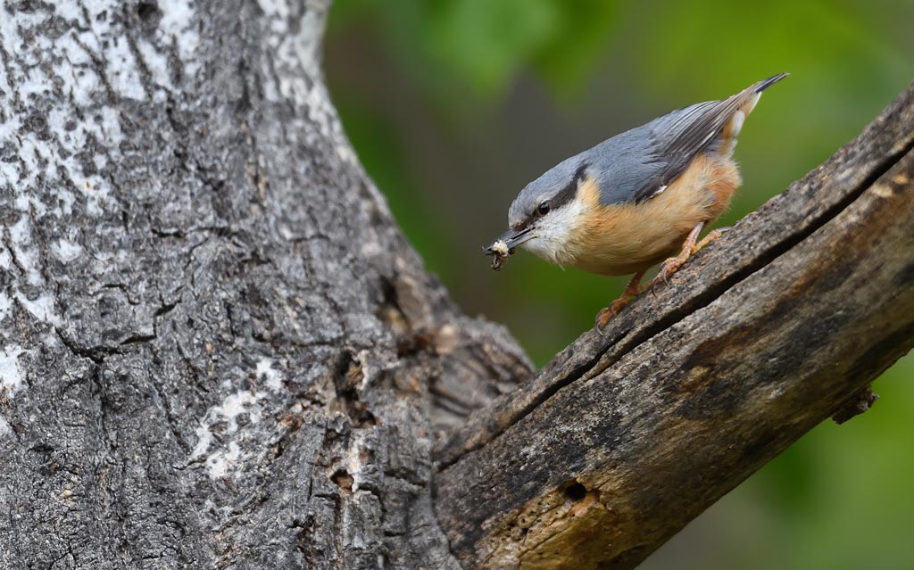 DS5_1019.jpg
