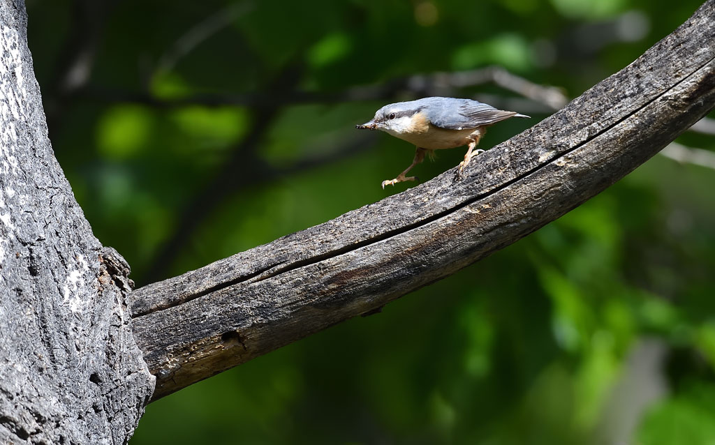 DS5_1603.jpg