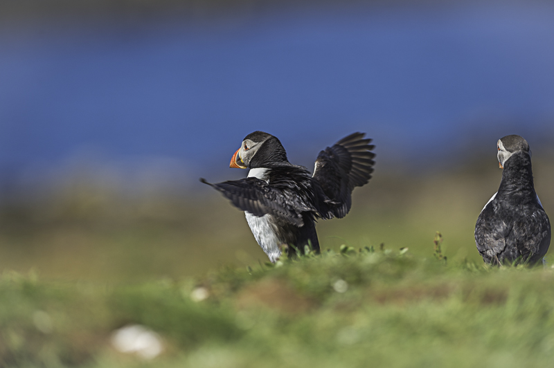 macareux ecosse_20.jpg