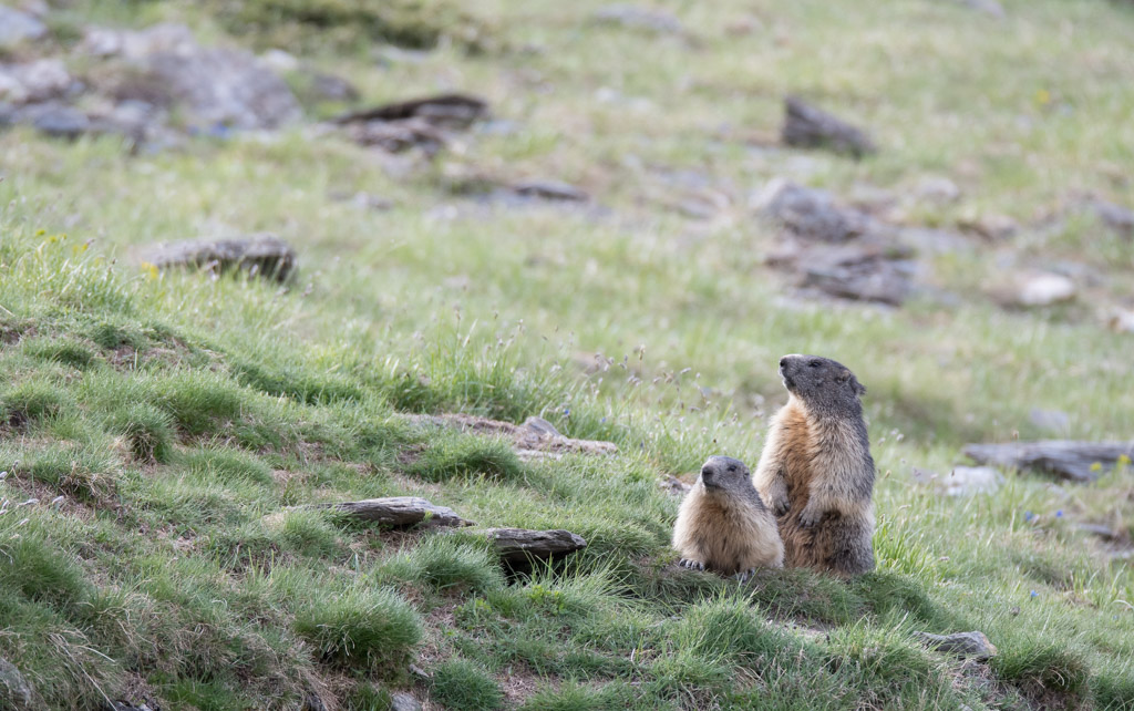 Marmotte_55.jpg