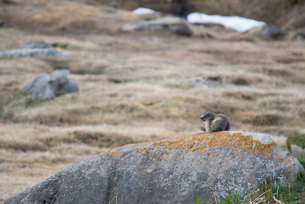 Marmotte_59.jpg