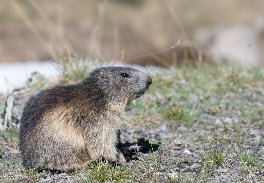 Marmotte_62.jpg