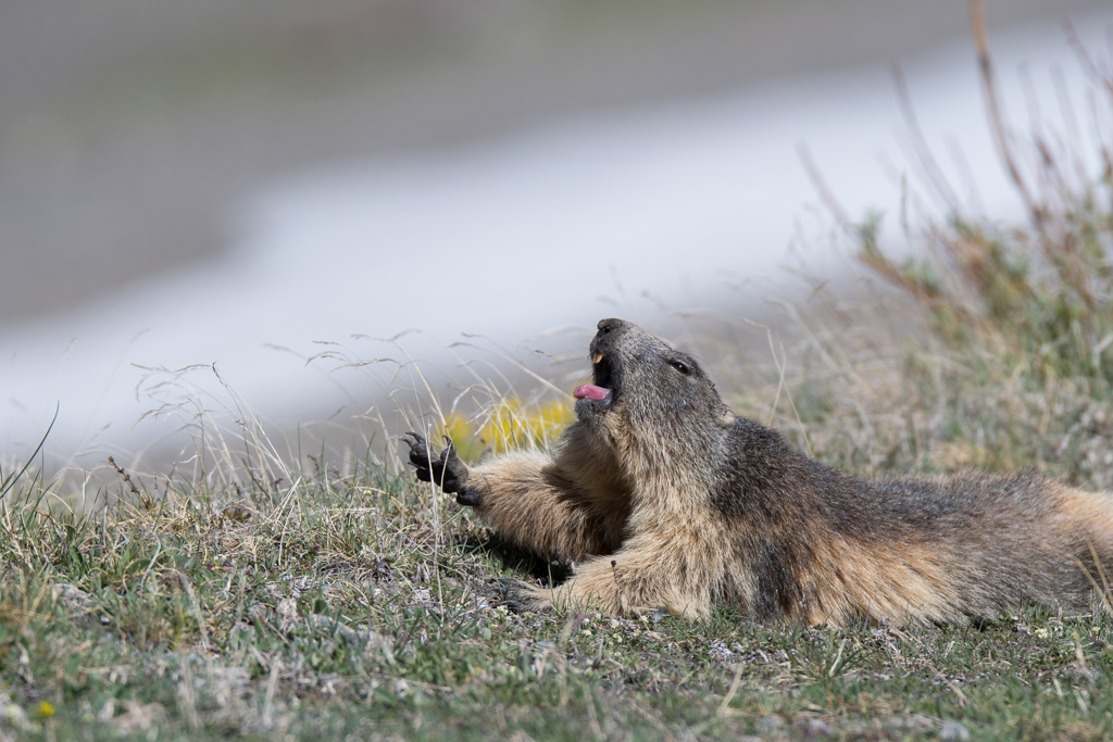 Marmotte_64.jpg