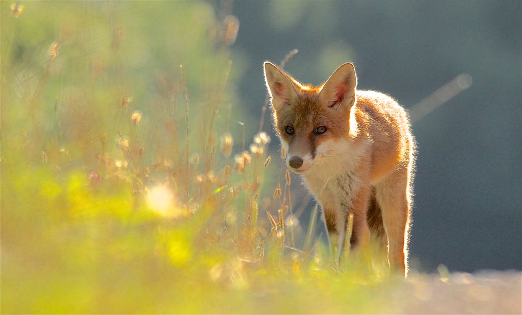 renard fils et fille 081.jpg
