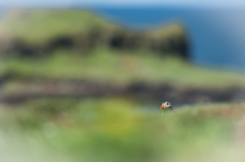 macareux ecosse_39.jpg