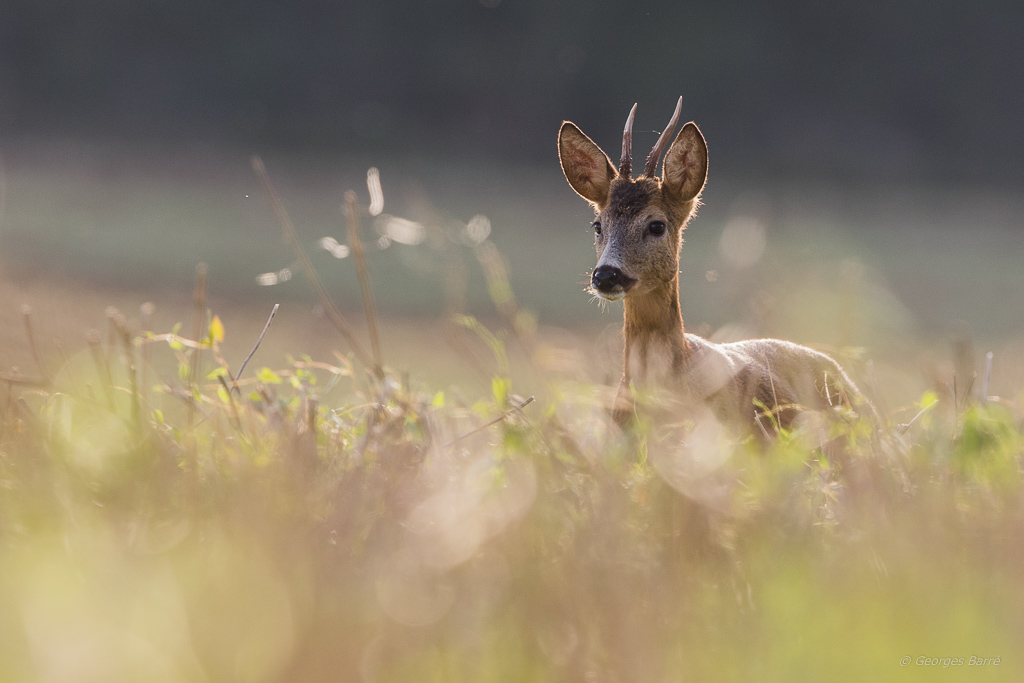 Chevreuil d'Europe (Capreolus capreolus)-173.jpg