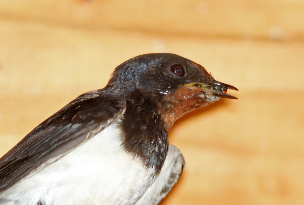 12 hirandelle rustique bourdon env.jpg