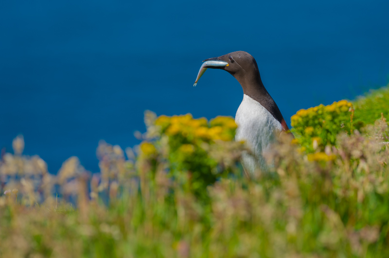 Guillemot troïl_4.jpg