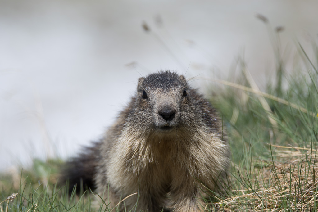 Marmotte_71.jpg