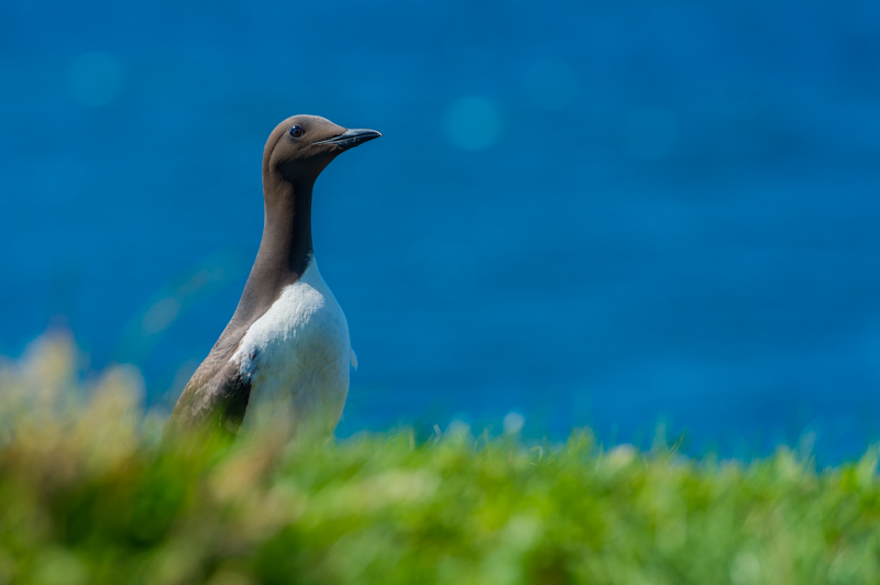 Guillemot troïl_26.jpg