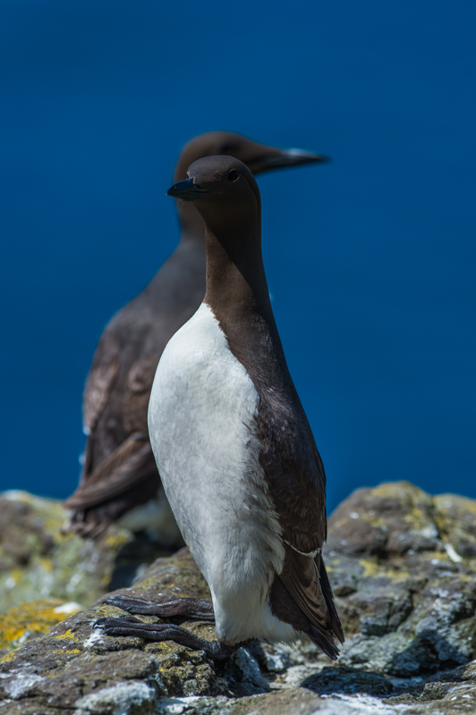 Guillemot troïl_16.jpg