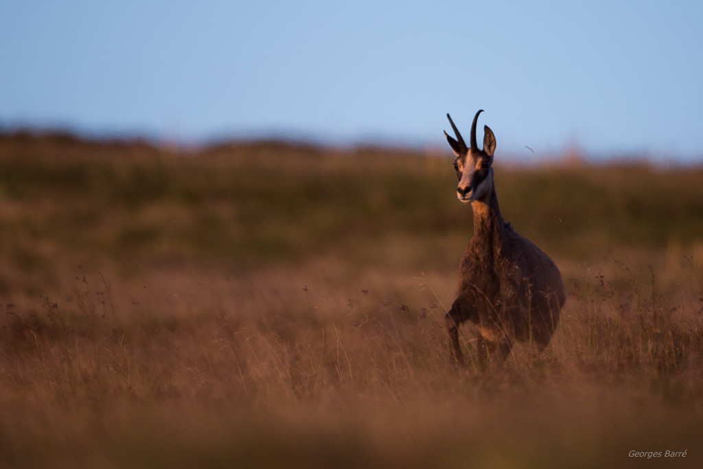 Chamois des Vosges (Rupicapra rupicapra) (2).jpg
