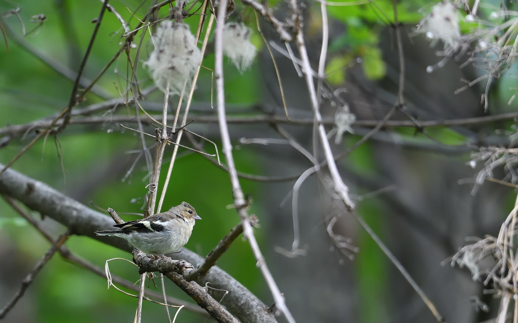 DS5_3320.jpg