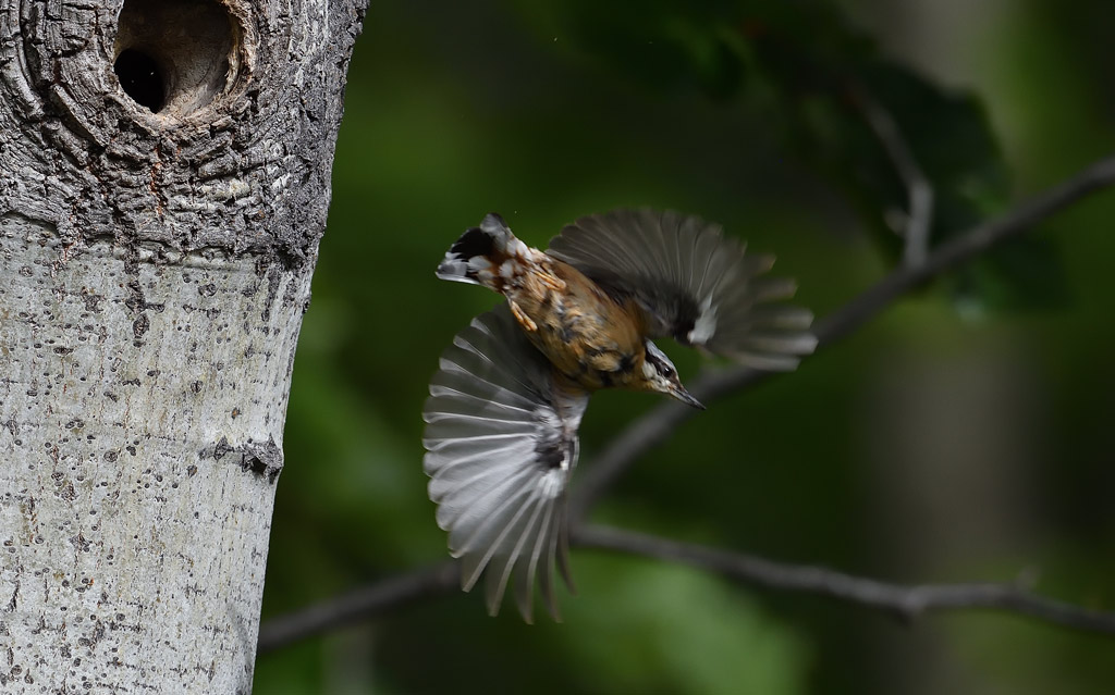 DS5_2238.jpg