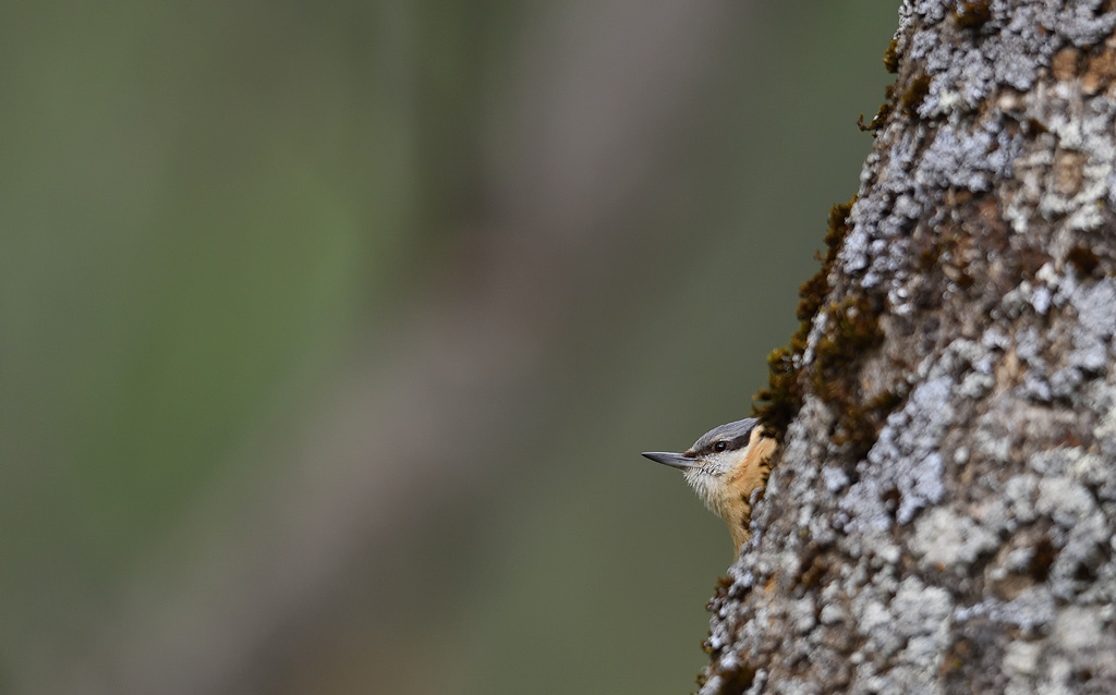 DS5_0675.jpg