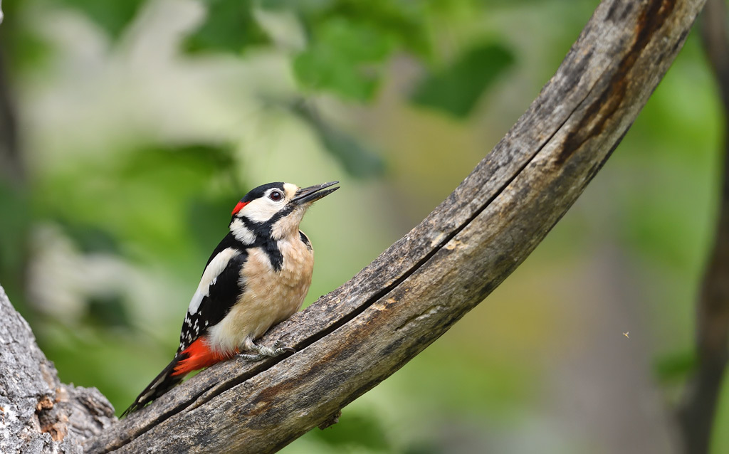 DS5_3019.jpg