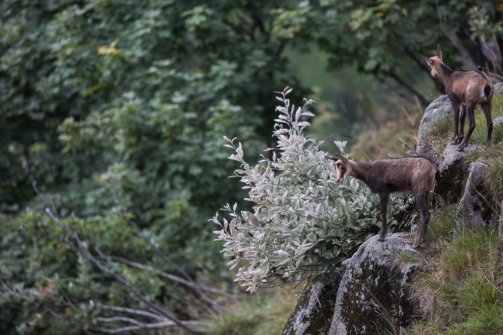 Chamois des Vosges (Rupicapra rupicapra) (11).jpg