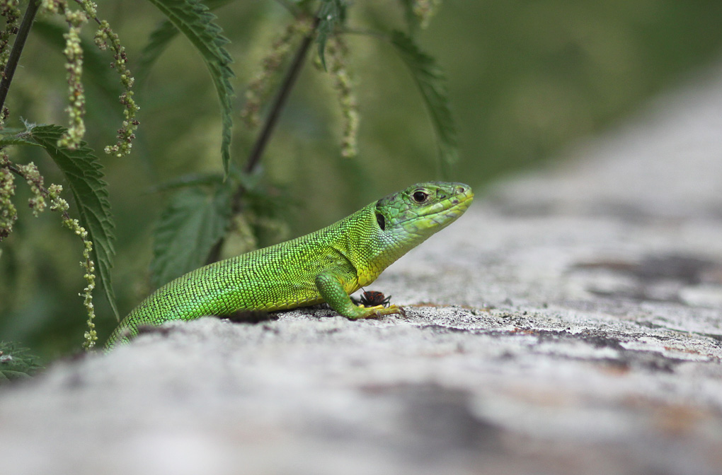 15lezard occidentale 1 env.jpg