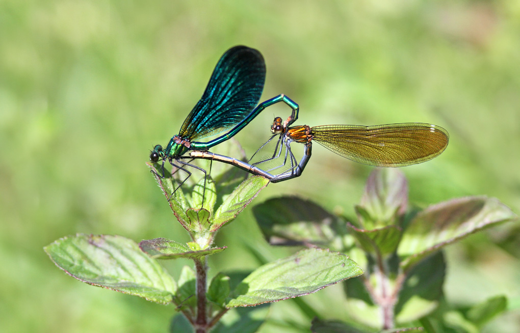 23 calopteryx vierge accouplement env.jpg