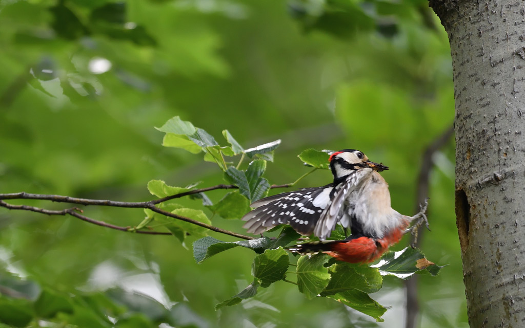 DS5_4433.jpg