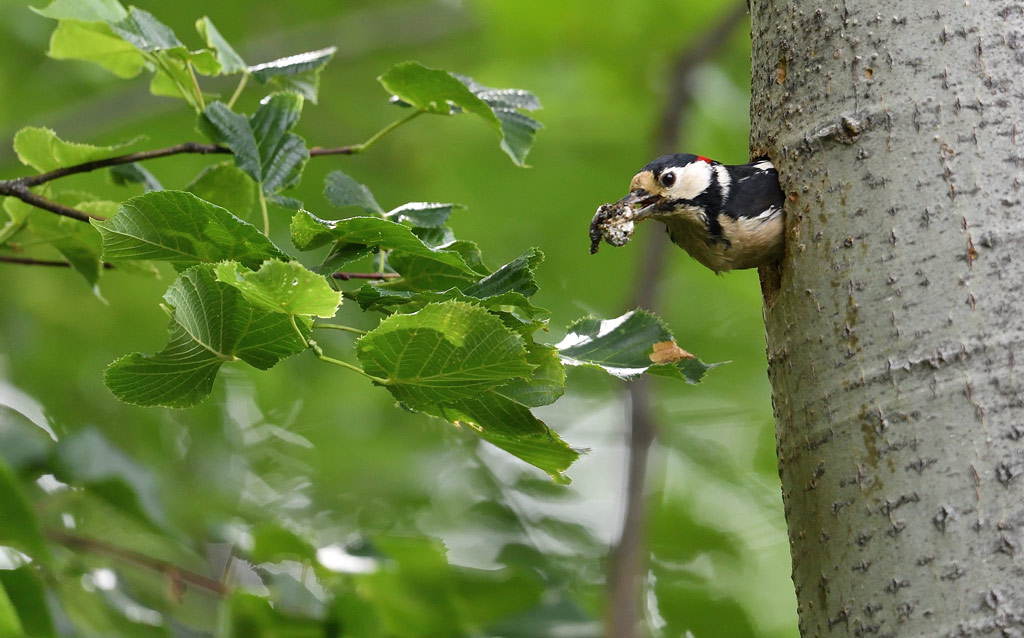 DS5_4442.jpg
