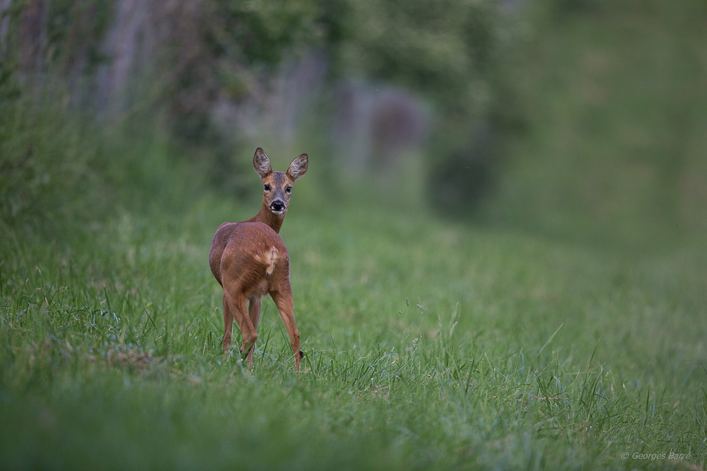 Chevreuil d'Europe (Capreolus capreolus)-17.jpg