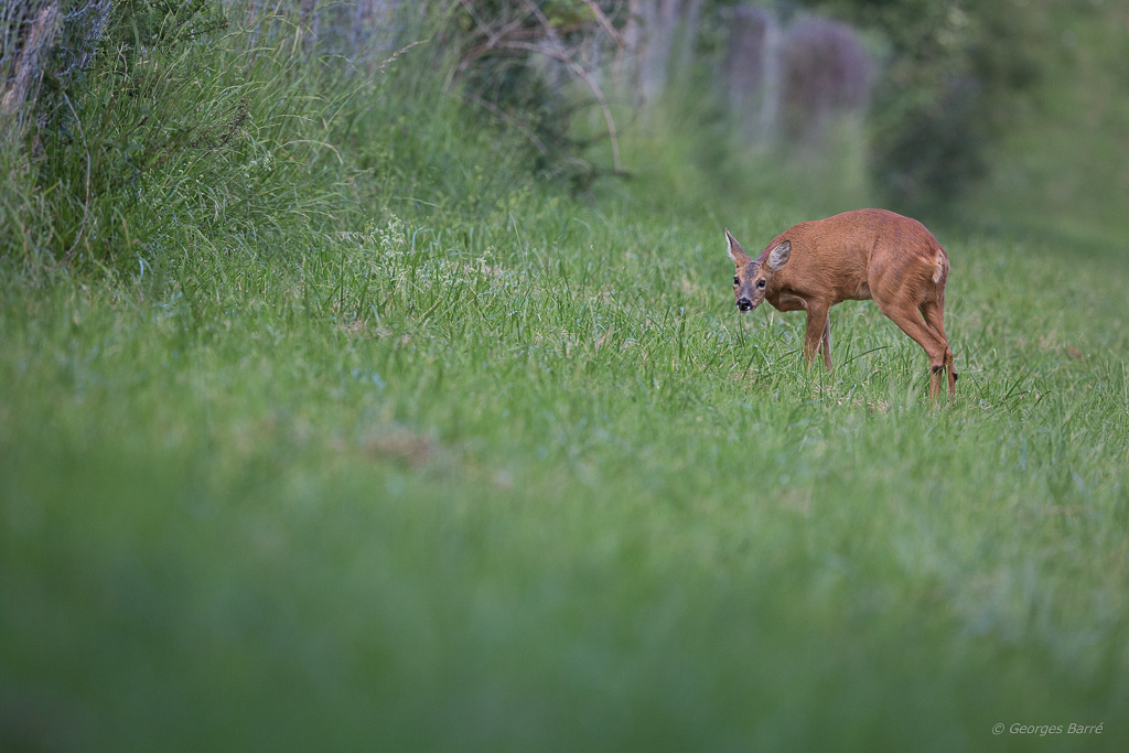 Chevreuil d'Europe (Capreolus capreolus)-18.jpg