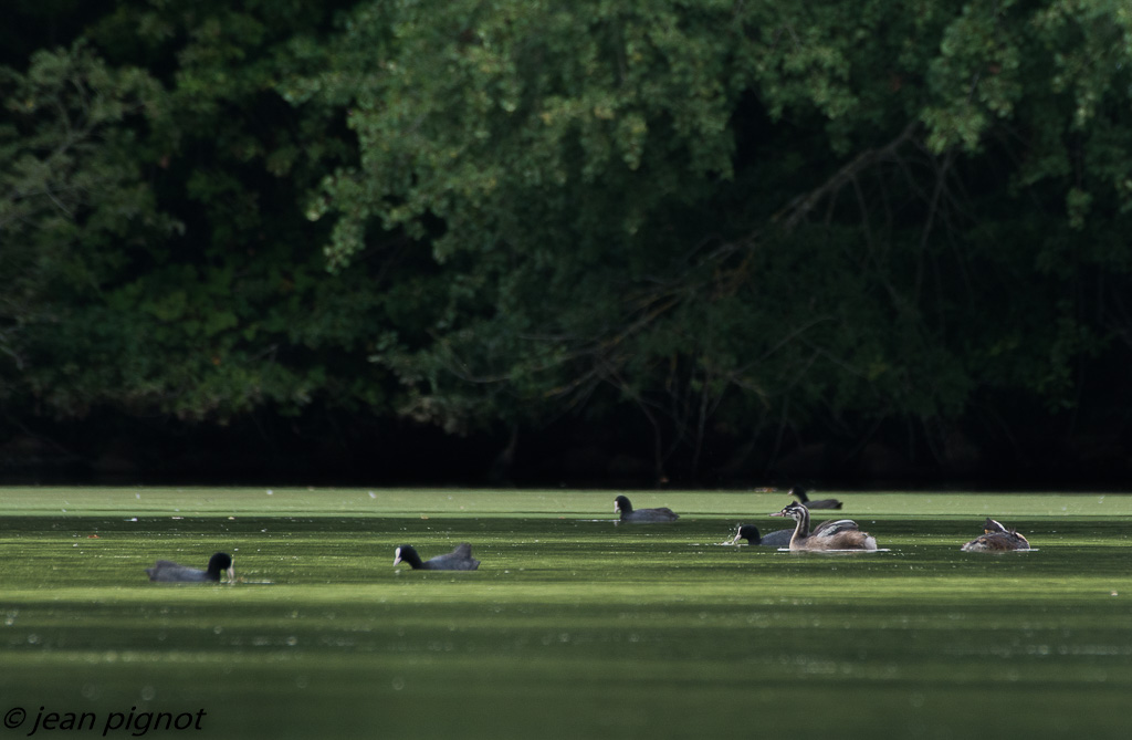 grebe huppée imature.jpg