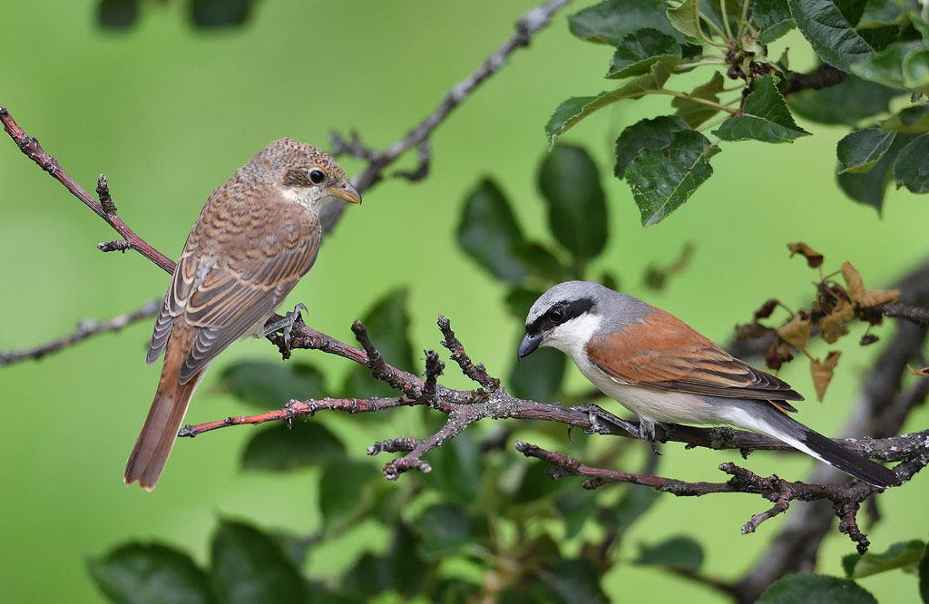 DS5_8267.jpg