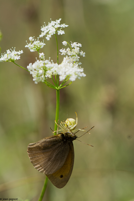 tomise et papillon-3.JPG