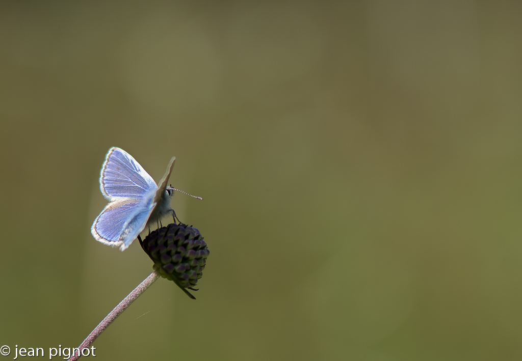 azuré bleue-2.jpg