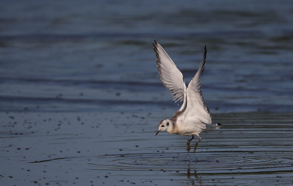 Mouette de Bonaparte 2017-08 MontmagnyIN.jpg