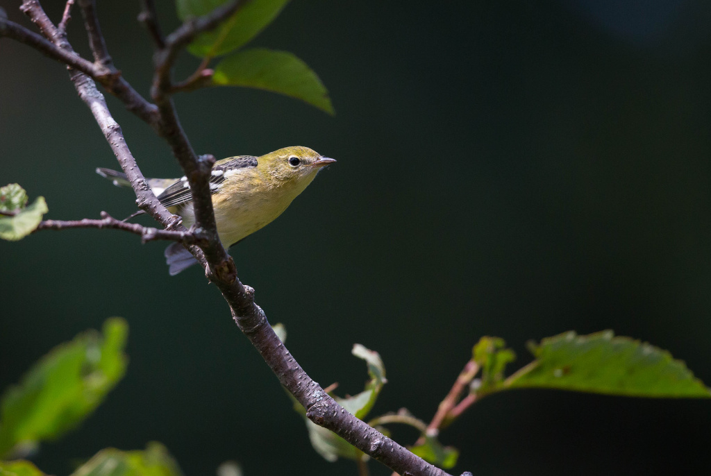 Paruline rayée 2017-08 Cap tourmenteIN.jpg