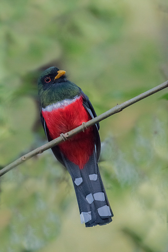 25-Trogon masqué(m).jpg