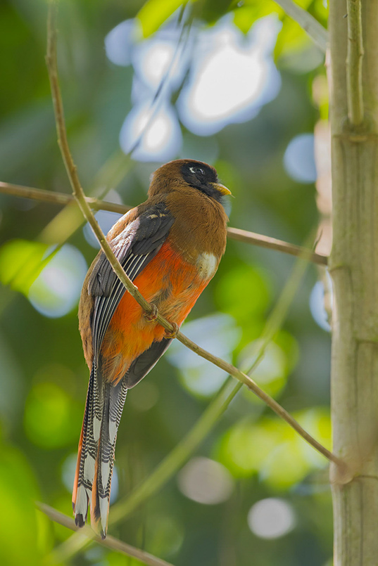 26-Trogon masqué (f).jpg