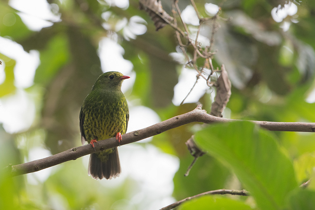 30-Cotinga vert et noir.jpg